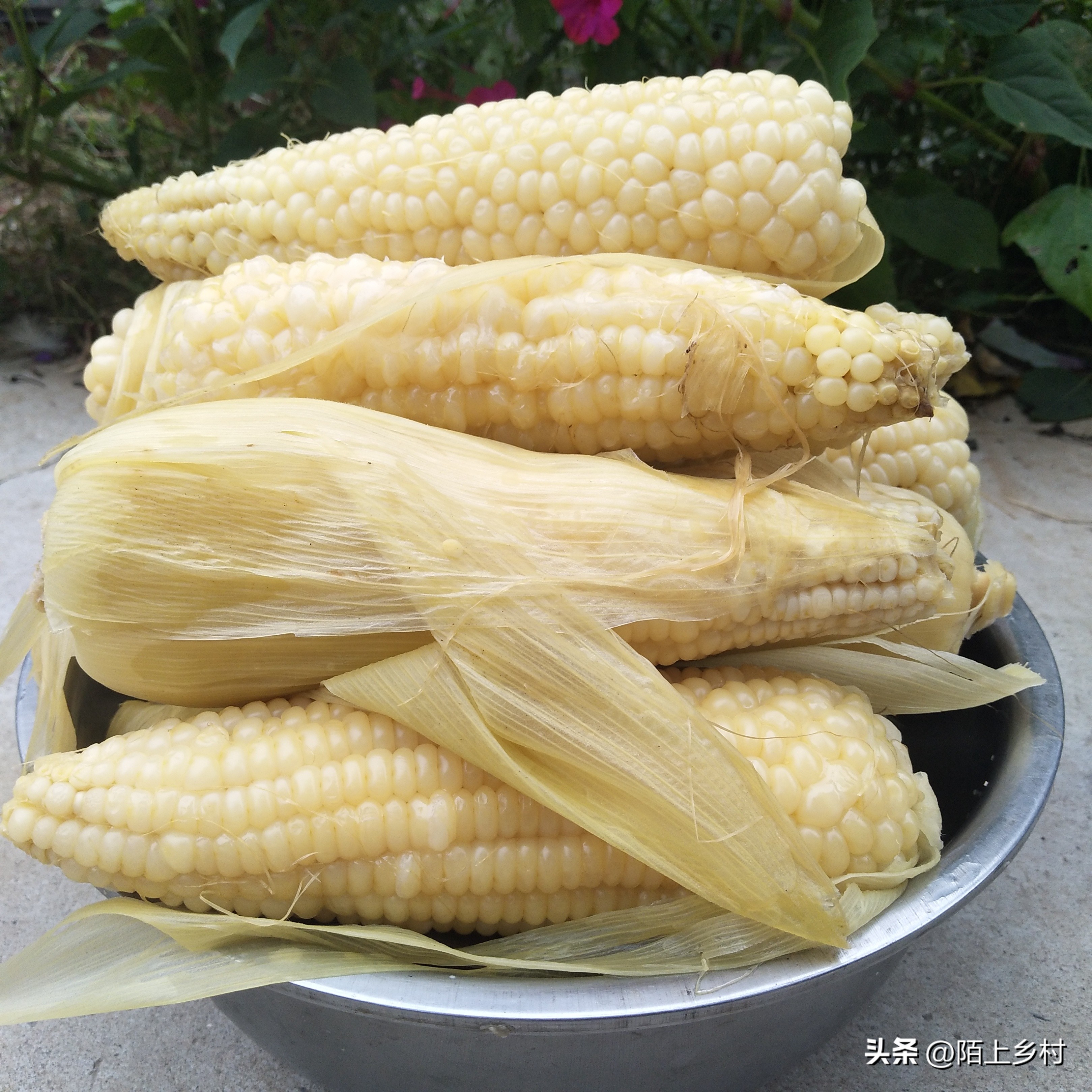 全国哪里的玉米最多最便宜,哪儿的玉米最好