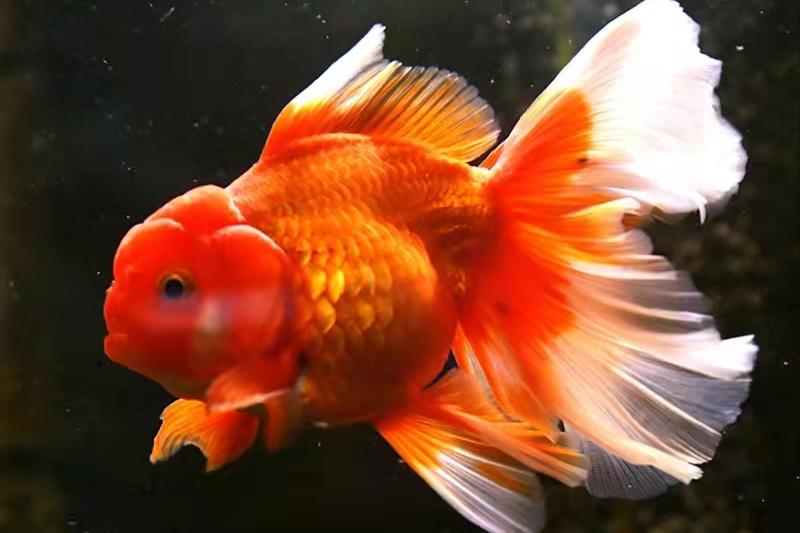 新手养观赏鱼全过程,新手养鱼入门基础教程小观赏鱼