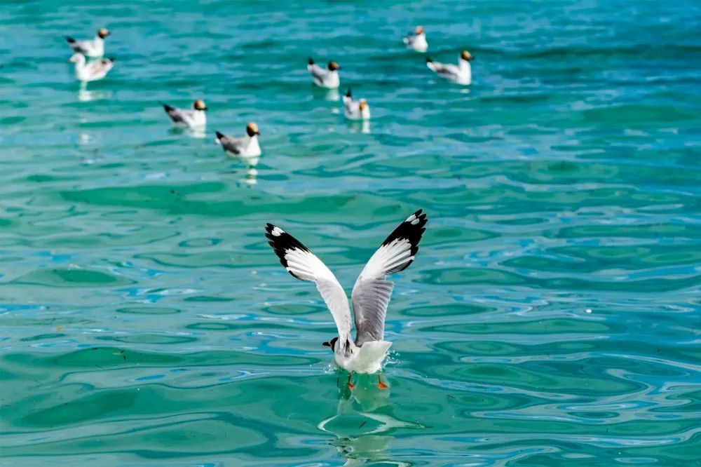 阿里去哪儿,阿里去哪里旅游最好