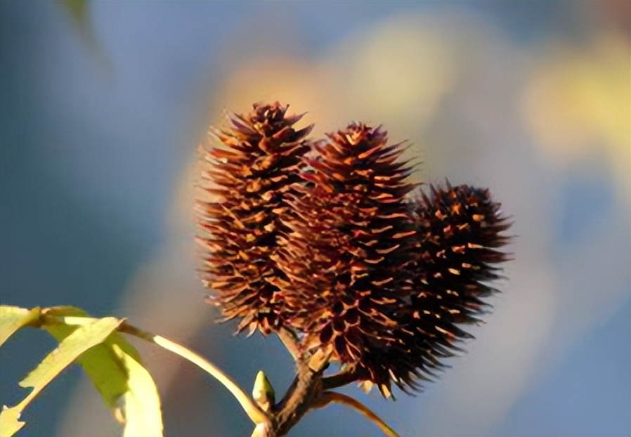 圆果化香有何化学成分？其活性分析有何成果？