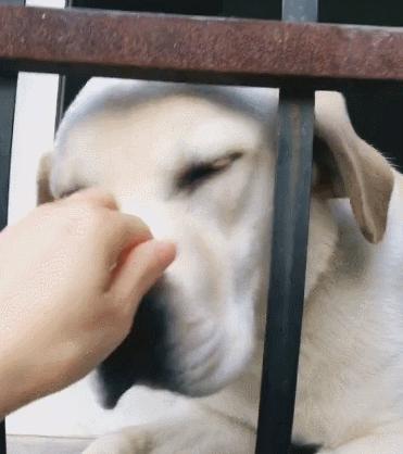 哪种狗最好养又省钱不生病,有这几种特征的狗尽量别养