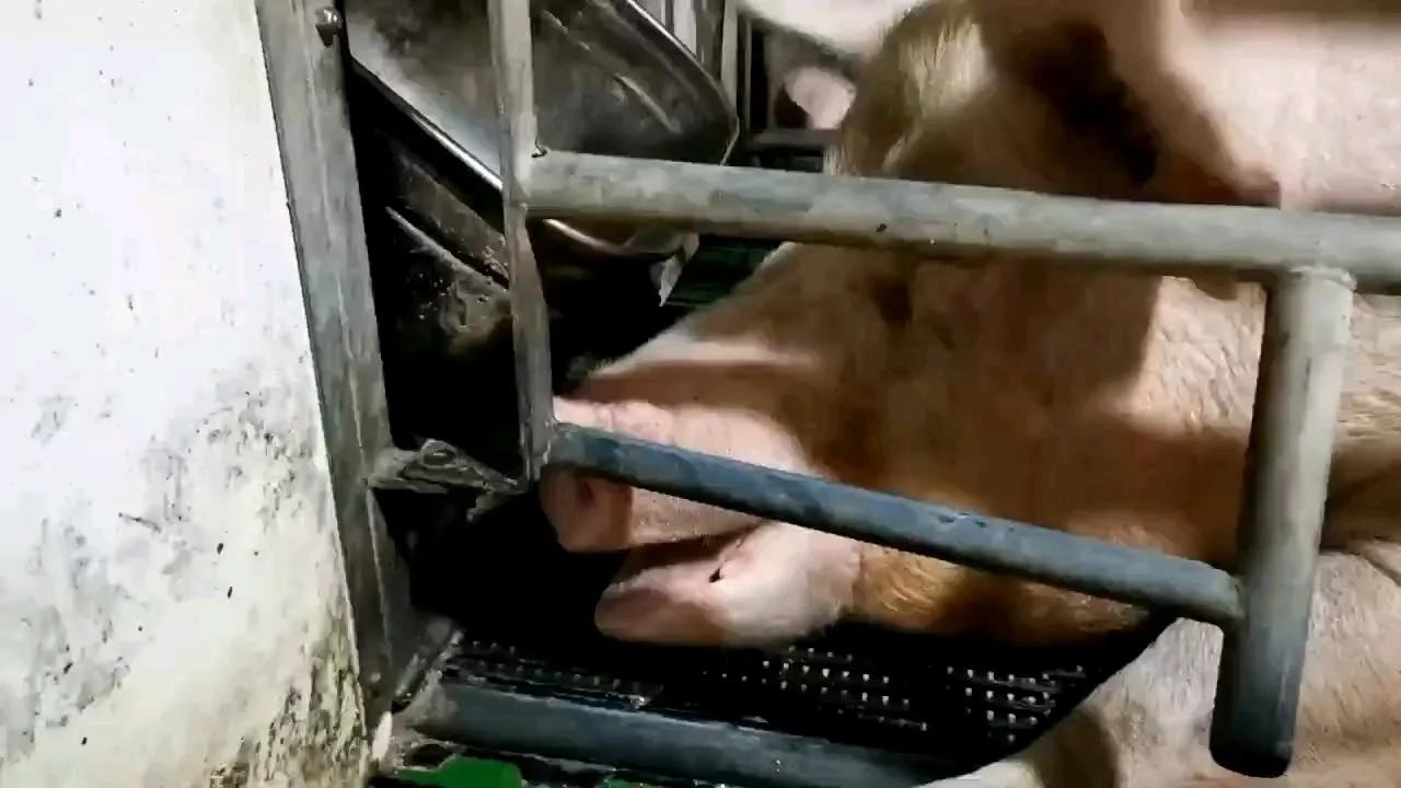 夏季母猪热应激的危害及预防措施,母猪高温预防措施