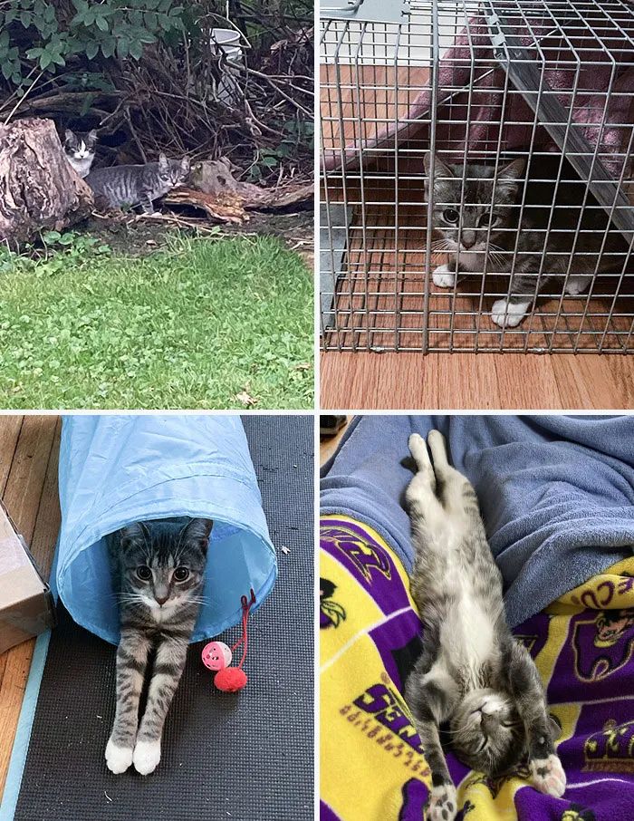 流浪猫被收养的前后对比,流浪猫被收养前后对比照暖心