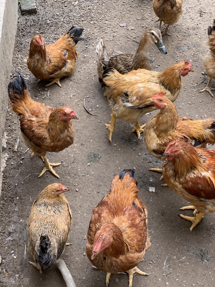 饲料中黄曲霉素超标对猪的危害,饲料中黄曲霉毒素对动物的危害