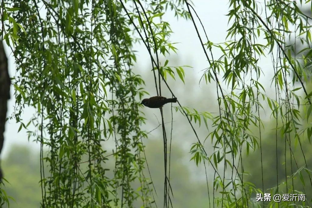 十首绝美夏天诗词大全,微雨过小荷翻榴花开欲然全诗
