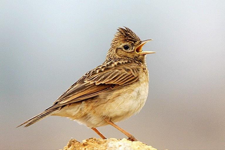 50张最佳鸟类摄影作品,鸟儿大全大图