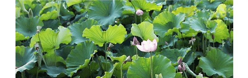 实用全上海532家公园攻略速速收藏,上海攻略必去的公园