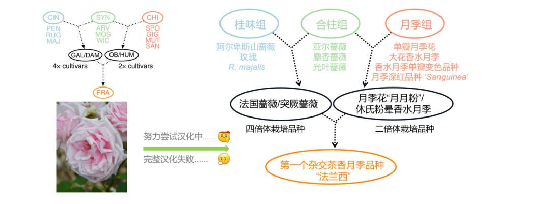 七夕卖玫瑰花要准备什么,七夕买红玫瑰还是彩色玫瑰