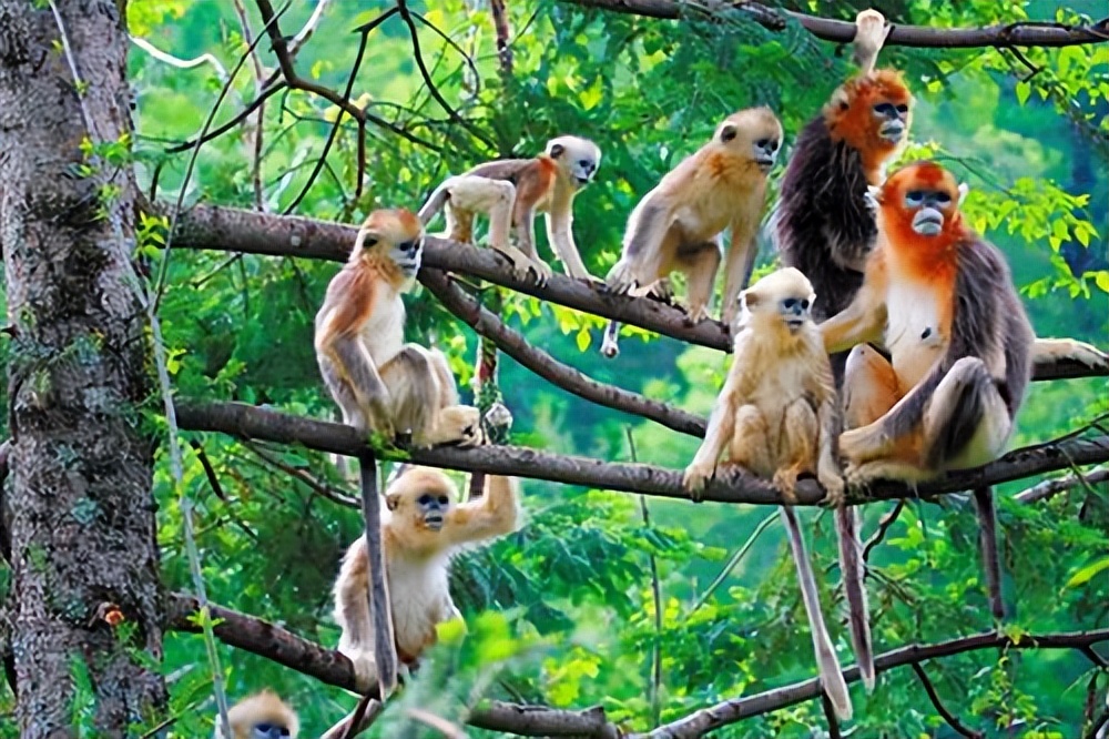 金猴传奇天命战域,金猴传奇烈火之力