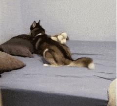 狗狗生气会有哪样的表现,主人生气时狗狗这些表现是在道歉