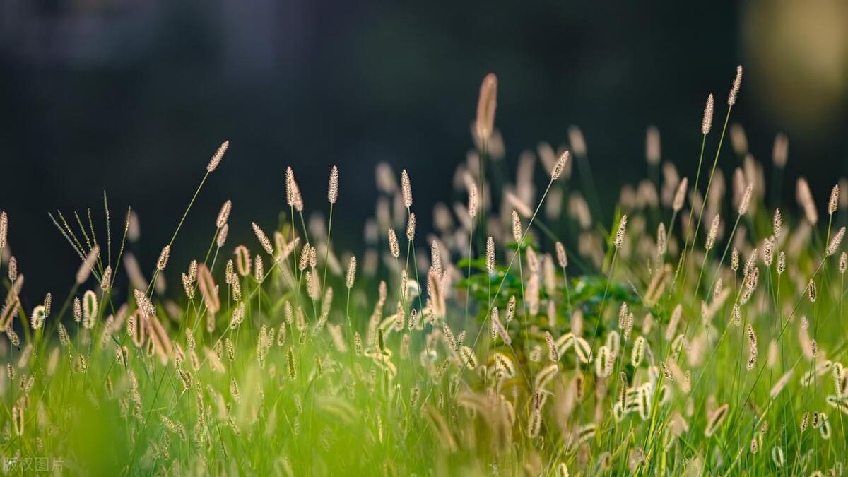 关于小草的诗句古诗名句,小草的诗词名句