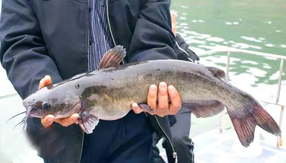 水库养鱼一年收入1000万,30亩养鱼塘一年收入