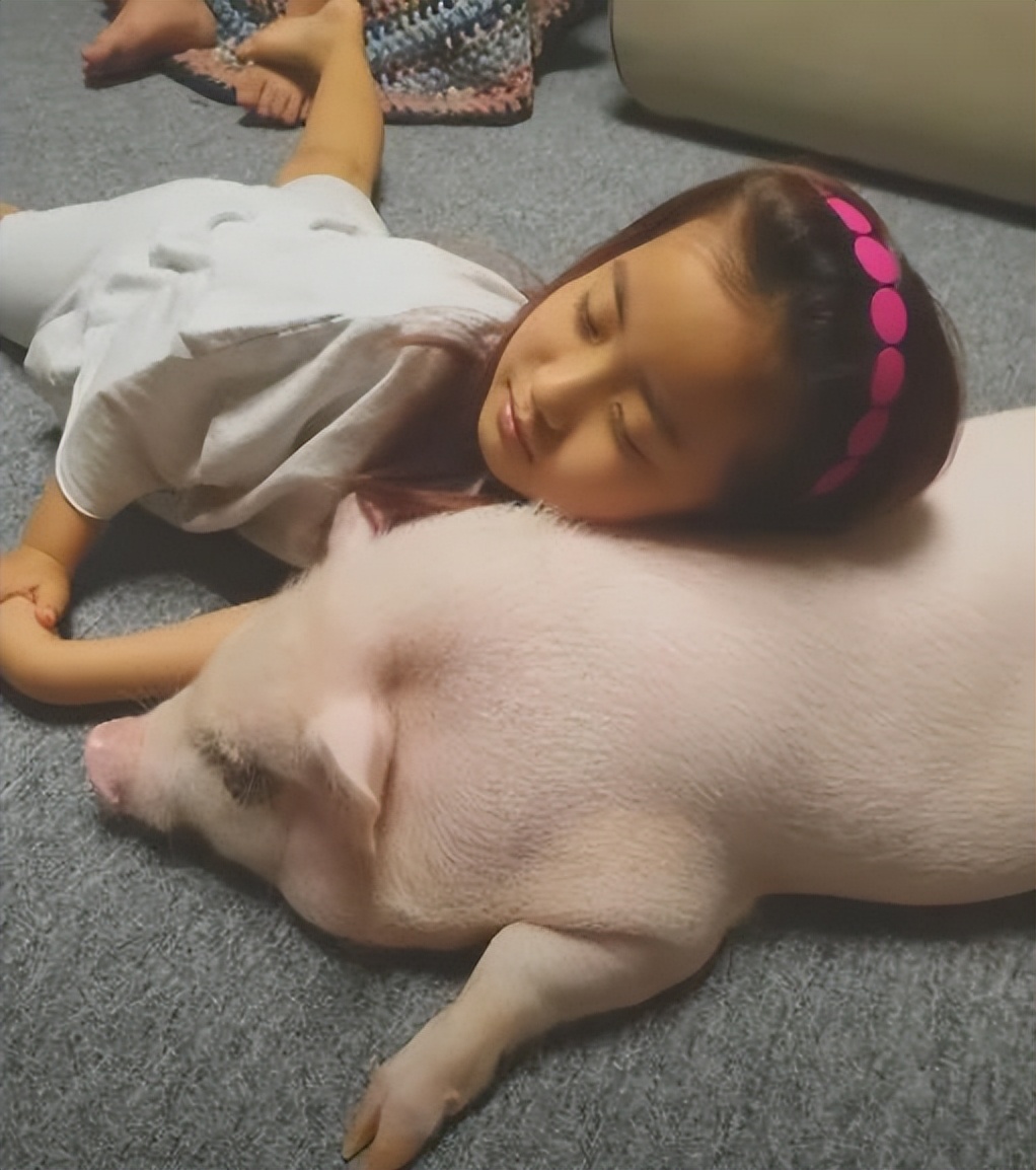 韩国女孩养迷你猪秒变大胖猪,如今带它们刻苦运动节食减肥