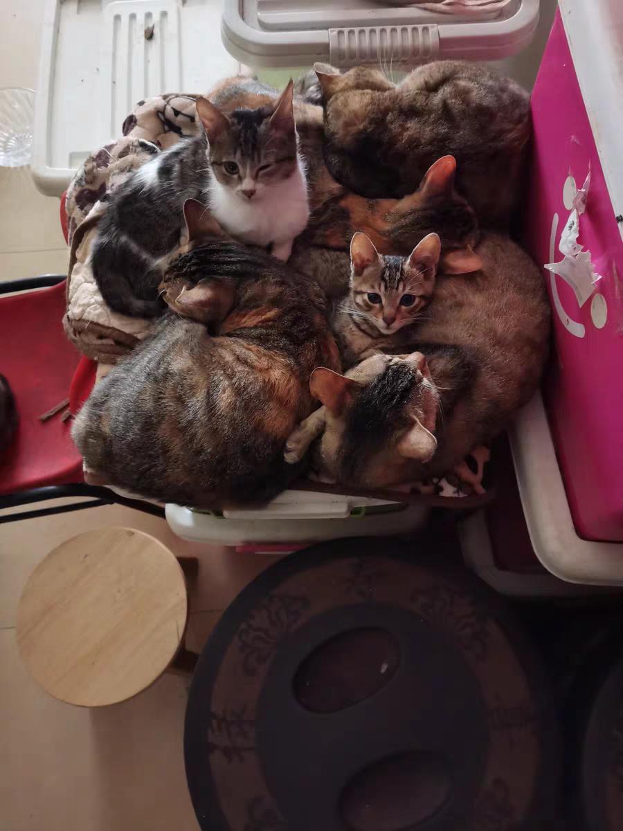 猫不吃猫粮是不是该换猫粮了,猫突然不吃猫粮了怎么回事