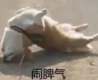 被爆离婚夫妇的瓜,被爆离婚明星夫妻