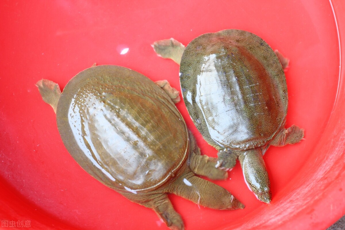 冬天怎么能找到野外生存的甲鱼,野生甲鱼冬天找甲鱼洞技巧