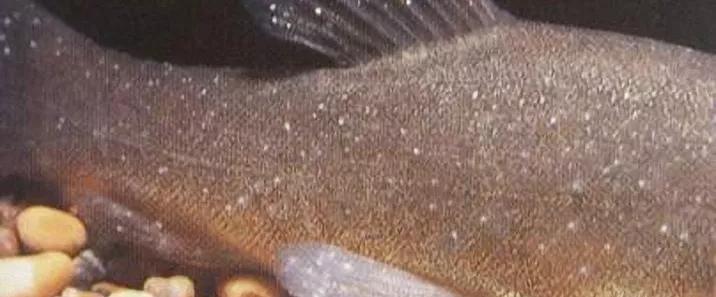 小瓜虫爆发如何快速处理,小瓜虫最好的克星