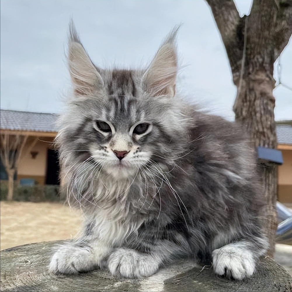 养猫一时爽撸猫火葬场,买猫一时爽养猫火葬场