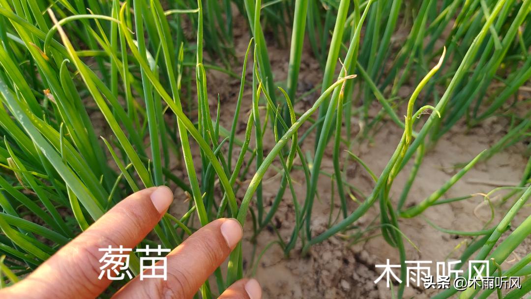 大葱怎样育苗,大葱苗的种植与管理方法