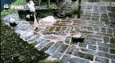 胖达在国外有多受欢迎？日本哭泣相送，比利时差点分裂？