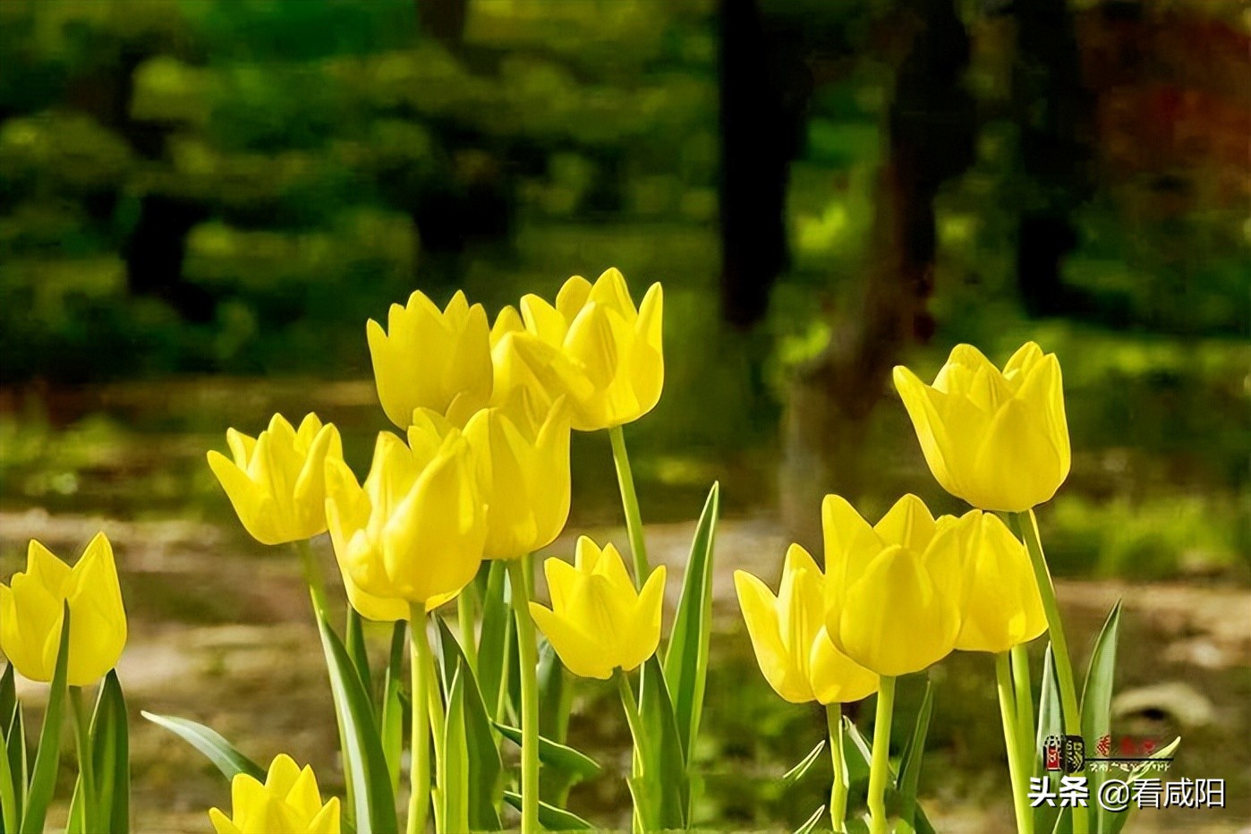 大美咸阳湖景区,大美咸阳