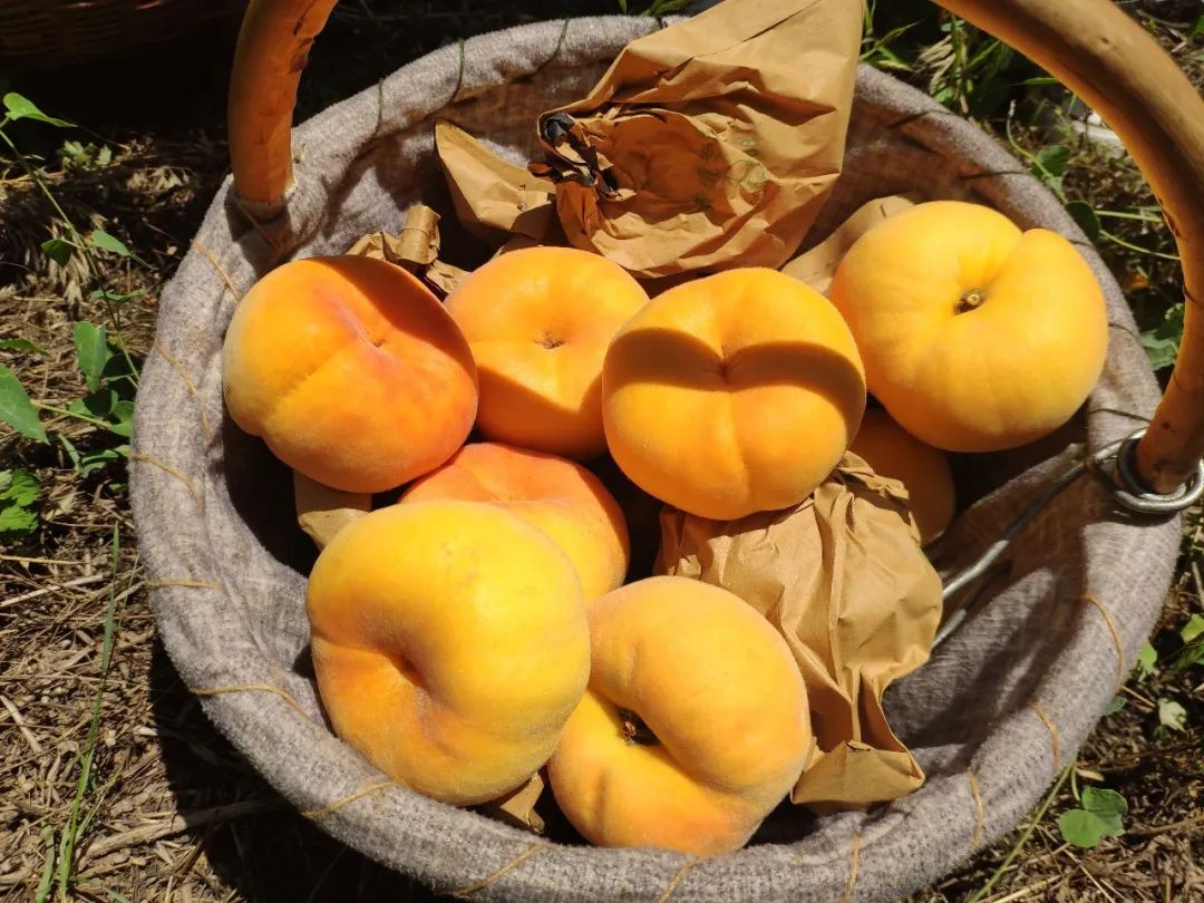 特色果业优质化发展,特色果业新政策