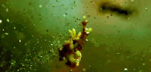 距今1.7亿年，重庆发现亚洲最古老剑龙，物种起源背后究竟有何秘密？