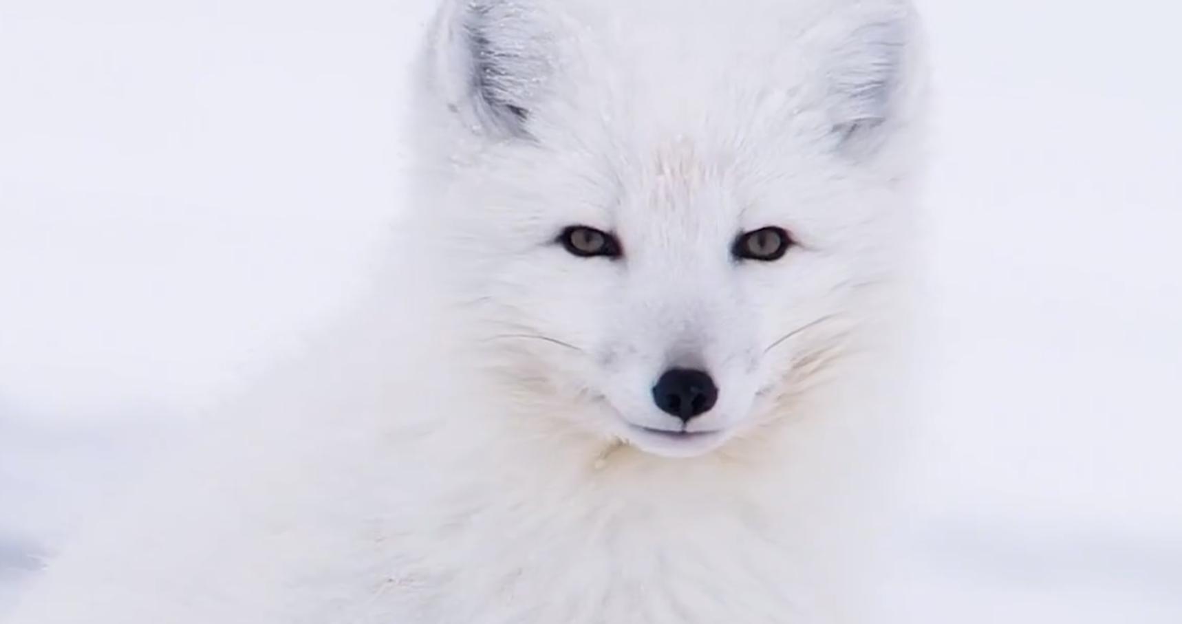 野外发现罕见的白狐,南京市民在路边捡到北极狐