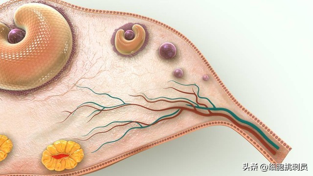 多囊卵巢综合症pcos诊断标准,多囊卵巢综合征pcos的近期治疗