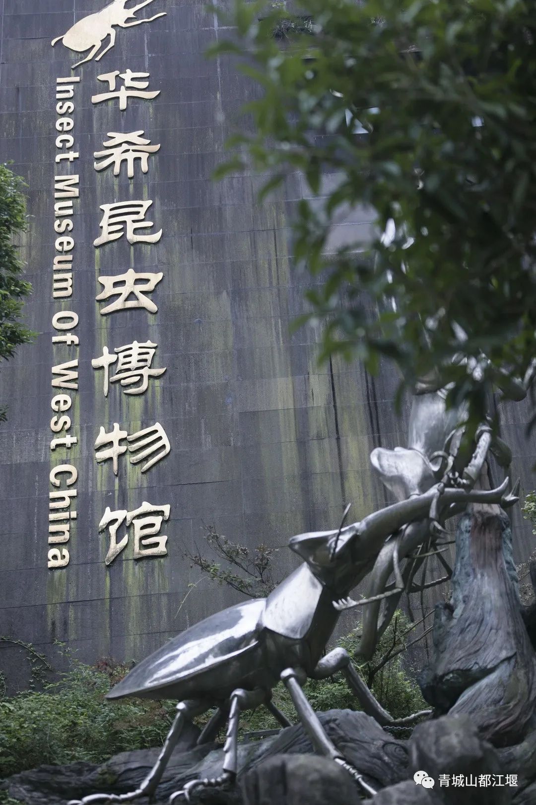 抓住秋天的尾巴！都江堰必打卡的8大晚秋好去处，步青山观烟岚云岫、入古城拾千年烟火，来过都会爱上