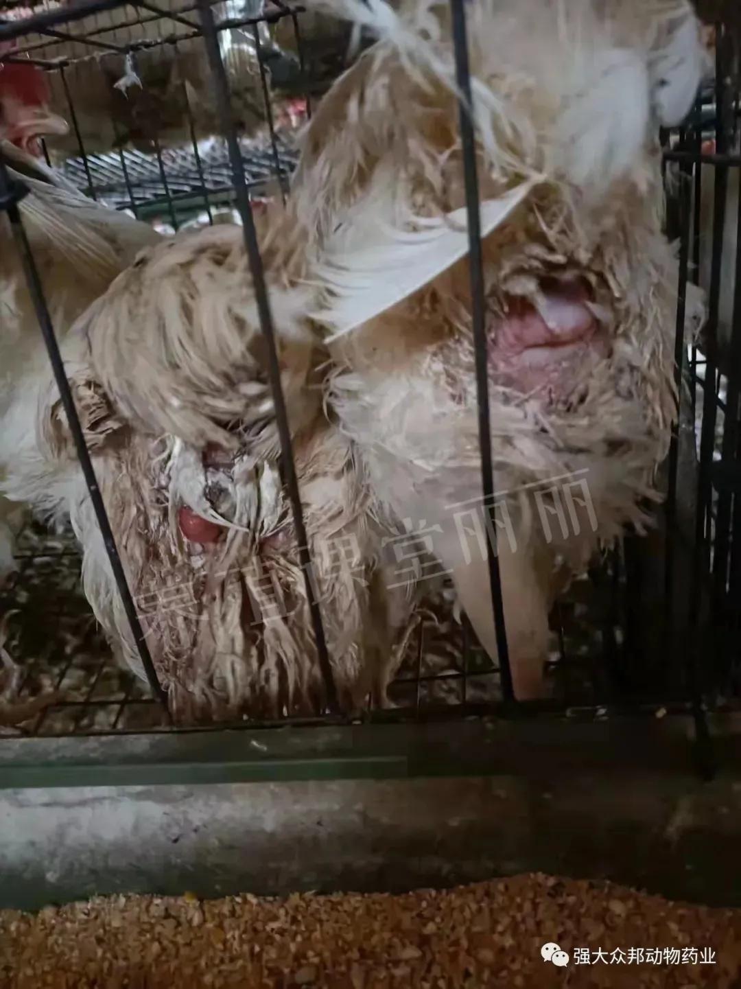 蛋鸡啄肛是什么原因造成的,蛋鸡啄肛啄羽的原因