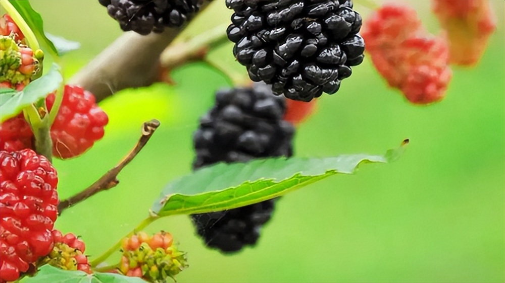 “喜我菜甲长”，住在这里，苏轼都羡慕
