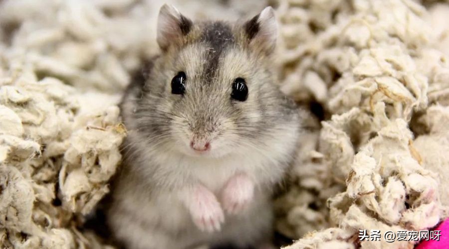 仓鼠布丁是什么品种,仓鼠品种大全及图片真实