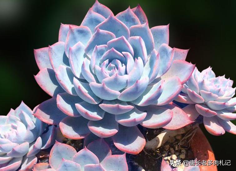 多肉蓝石莲穿裙子,薄叶蓝鸟多肉和蓝石莲的区别