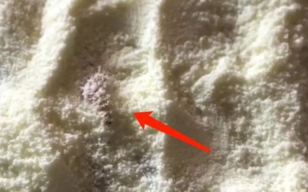 谁在说谎儿童版,爱他奶粉有虫