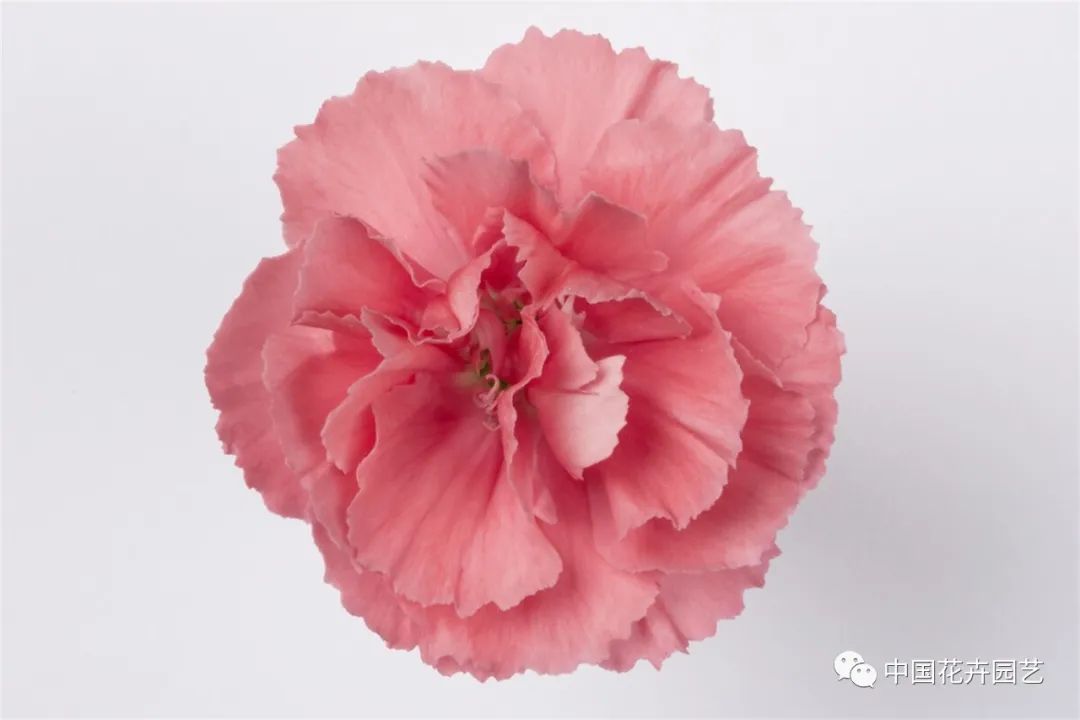 鑺卞崏鍝佺灞曠ず,鏂颁紭鑺卞崏鍝佺灞曠ず