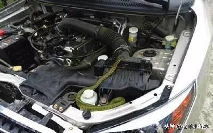 男子夜钓打5条蛇,男子半夜开车蛇在车窗