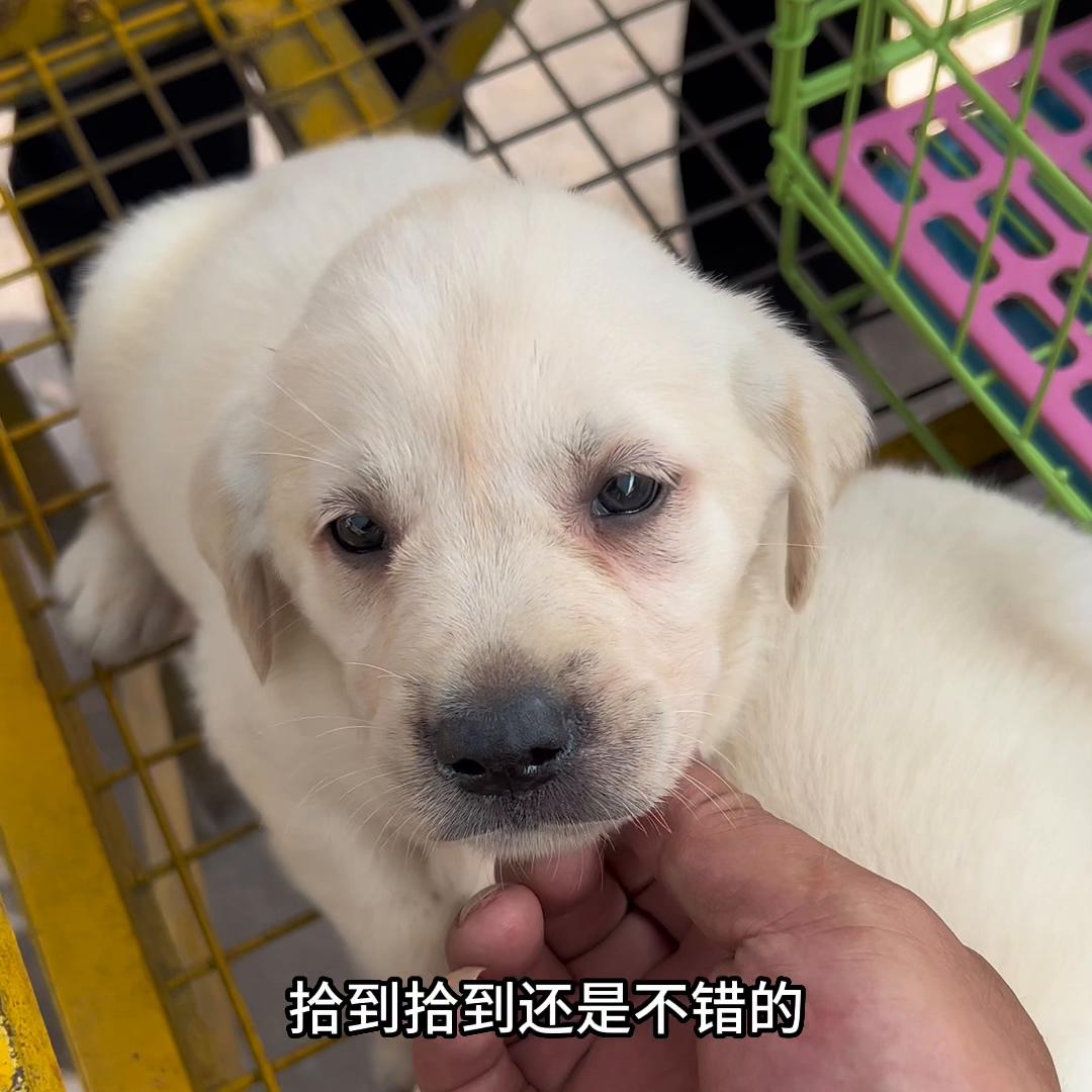 拉布拉多犬,拉布拉多犬的寿命多少年
