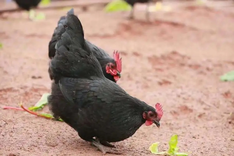 弯曲杆菌在什么地方有,弯曲杆菌有什么用