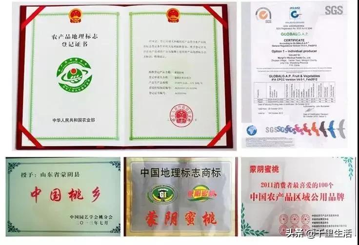 桃子熟了山东蒙阴黄桃,蒙阴蜜桃中国三大名桃