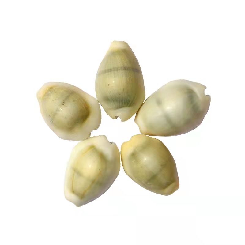 海南海鲜贝类有哪些,海南海鲜贝类