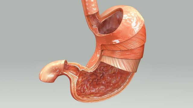 杀蚊虫喷雾剂对猫有危害吗,杀蚊子会有罪孽吗