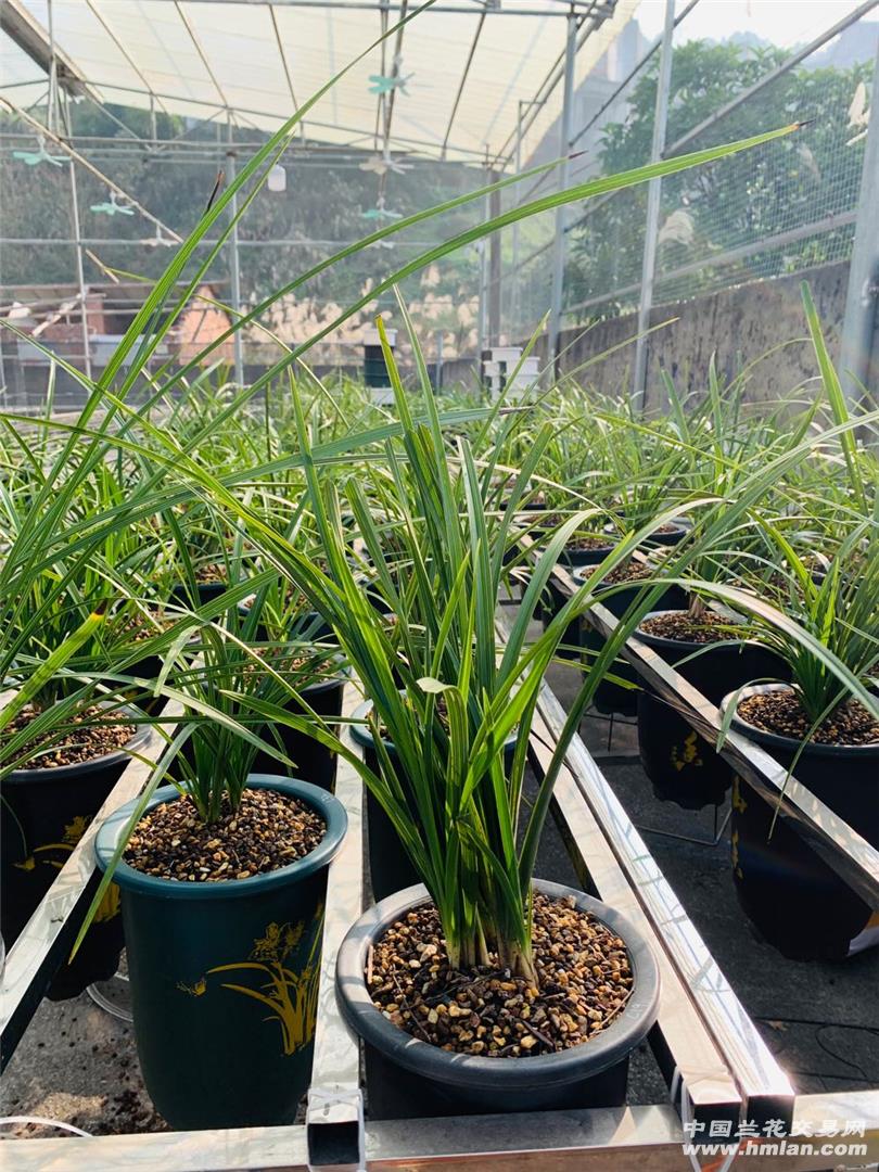 80鍚庡皬浼欏吇鍏扮殑骞冲焊鐢熸椿,90鍚庡吇鍏颁汉鎴愬姛妗堜緥