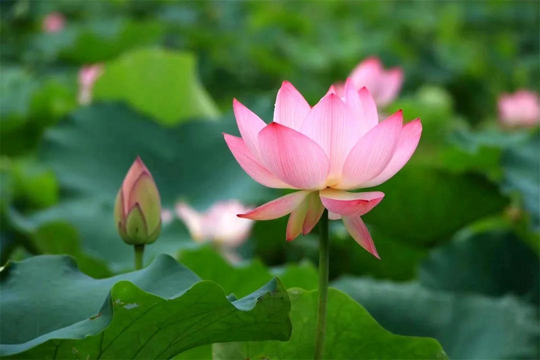 广州从化赏荷花胜地,从化草埔荷花