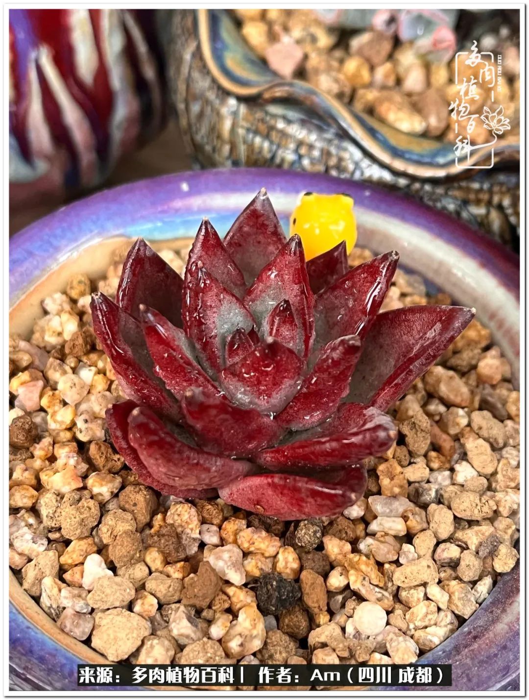 多肉小盆友生活多姿多彩,多肉小精灵福享不停