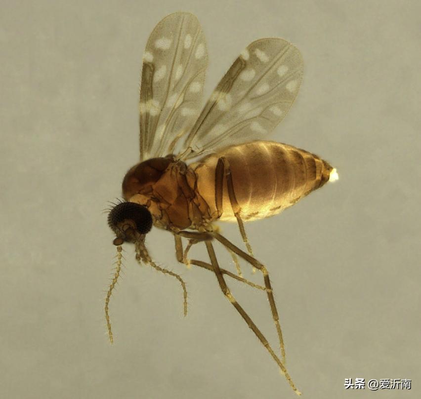 身上突然痒是蚊子吗,身上无缘无故的痒到处长蚊子大包