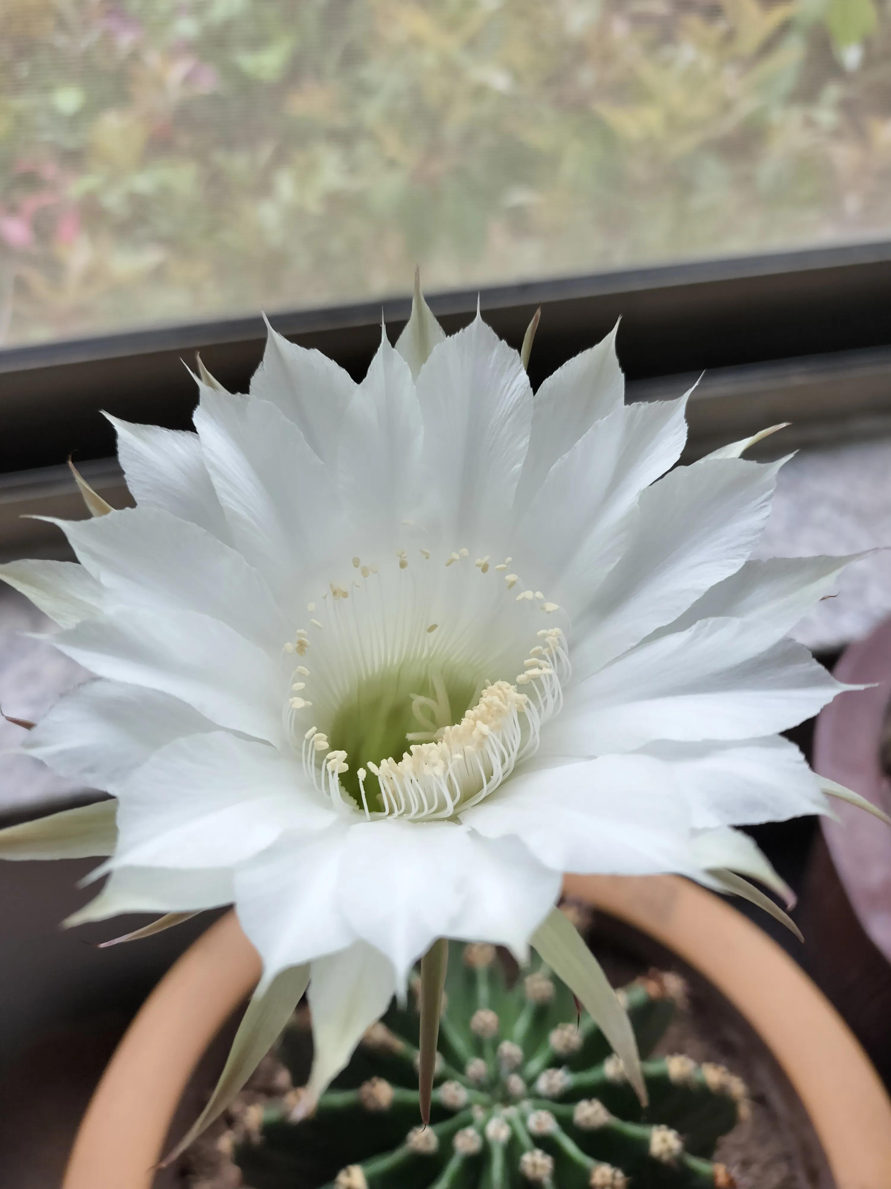 人生如逆旅我亦是行人,人生如逆旅书法