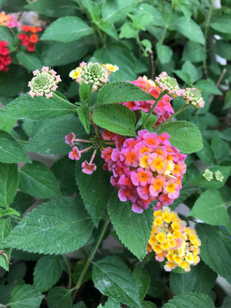常见有毒花千万别碰,世上有毒的花和植物
