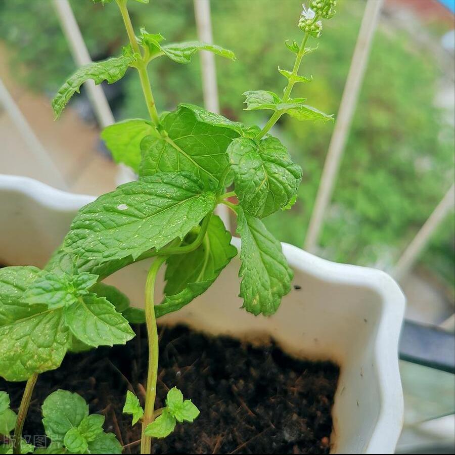 薄荷长得又细又长怎么剪枝,薄荷盆栽越长越细怎么回事