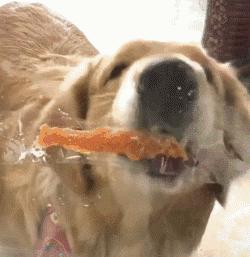 金毛犬最近吐怎么回事,金毛犬拉肚子呕吐怎么了